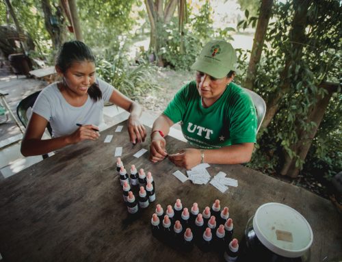 Plantas para sanar: las medicinas de las mujeres de la tierra