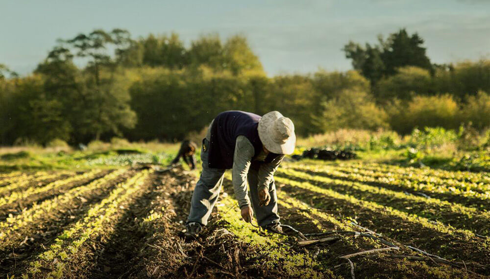 agricultor-granaja-agroecologia