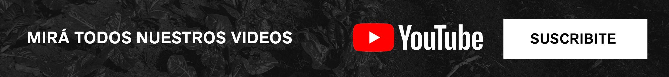 ir a YouTube