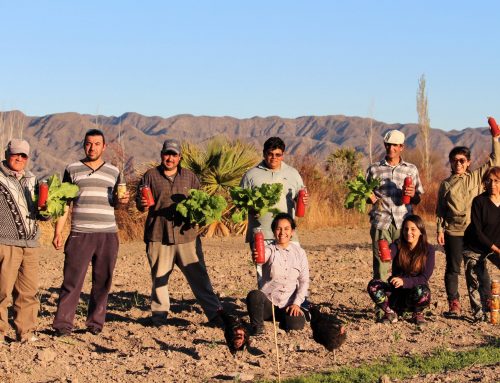 Una nueva cooperativa sanjuanina que genera trabajo y tomates sanos