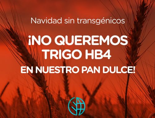 Navidad sin transgénicos ¡No queremos Trigo HB4 en nuestro Pan Dulce!