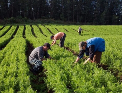 Alimentos caros y productores apretados